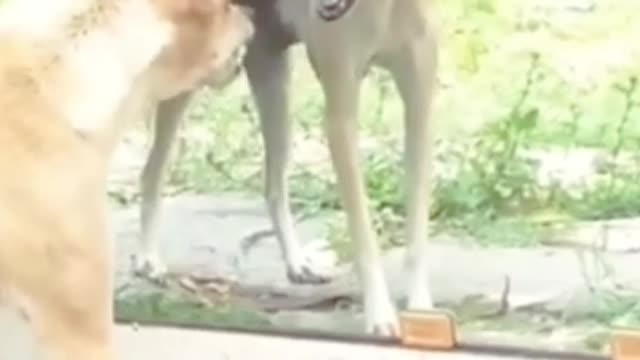 Dog vs mirror prank