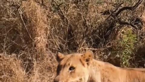 Mother lion with baby