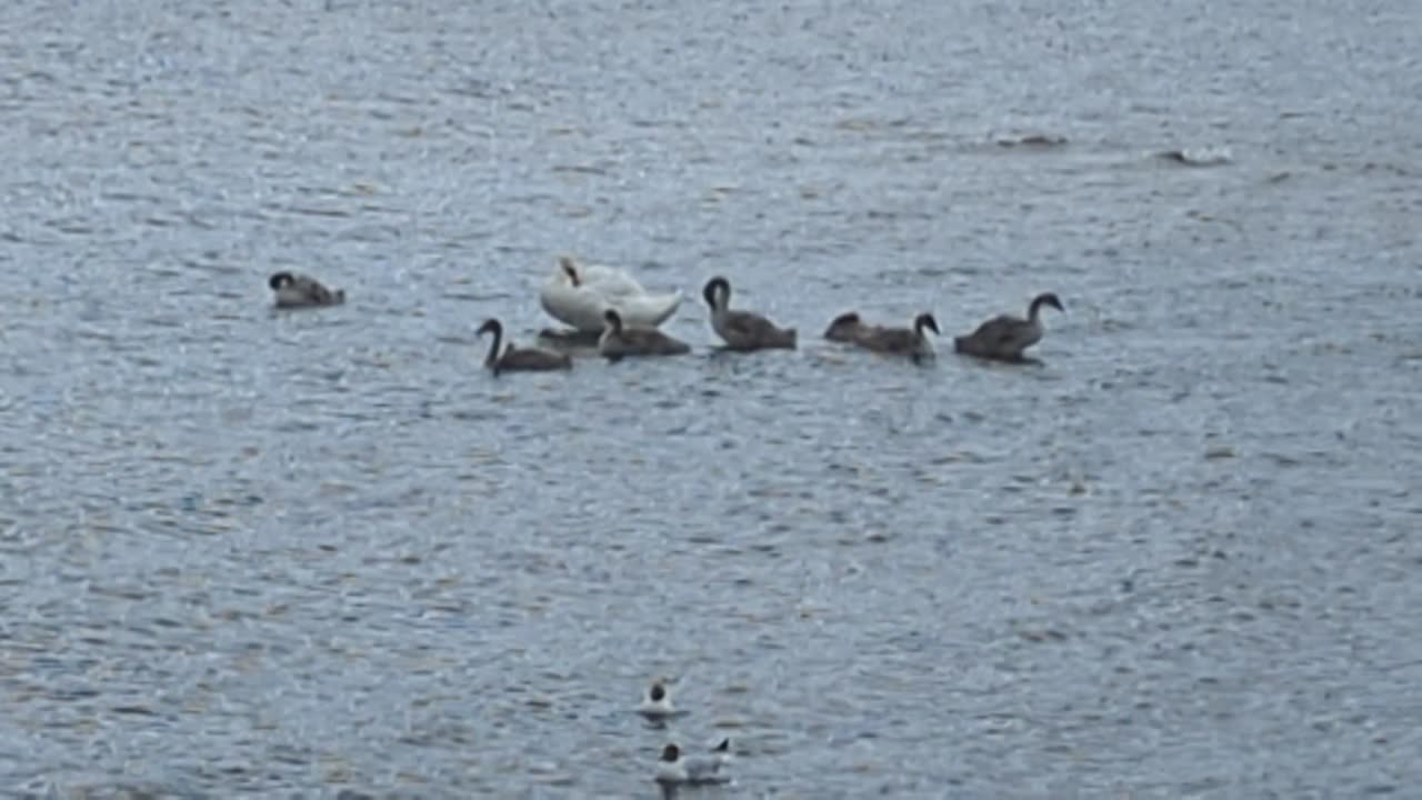 A family of swans