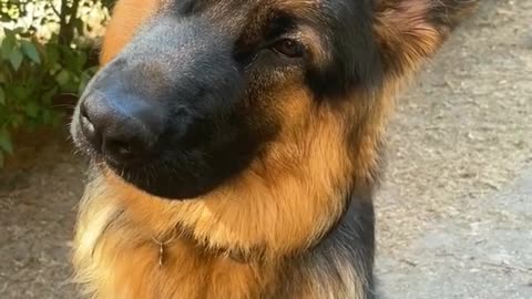 GermanshepherdMybuddy