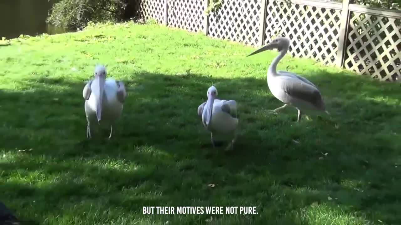 This Pelican Quickly Eats A Shark