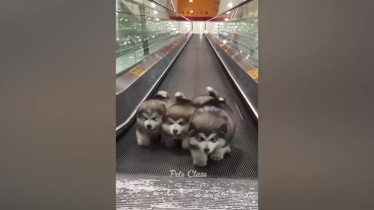 π Funny Cats and Dogs Videos πΊπΆ Part 1