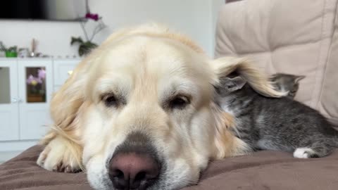 Adorable Golden Retriever and Funny Tiny Kittens