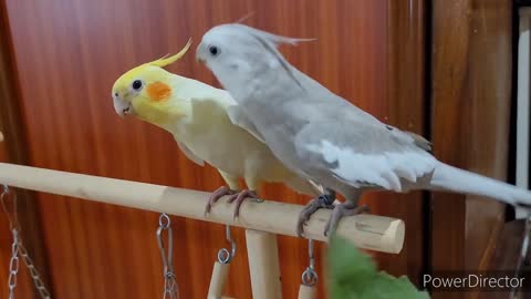 Adorable Yellow Parrot Reaches For Gray Singing Bird