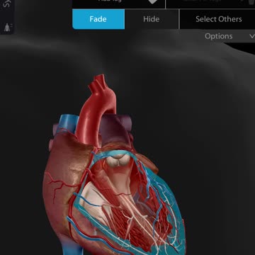 Human Heart 3d animated view by MWM Medical