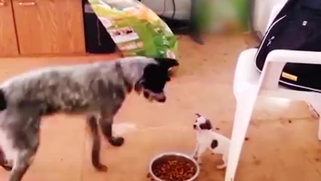 Dog funny vs dog