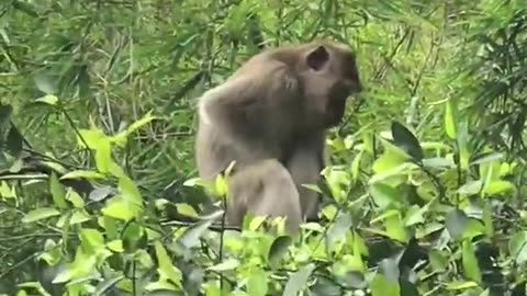 Monkey macaque caught on camera wow