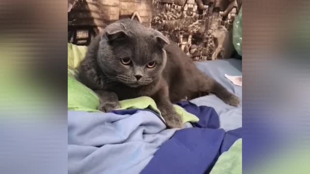 Cat is scared of a scrape of squash