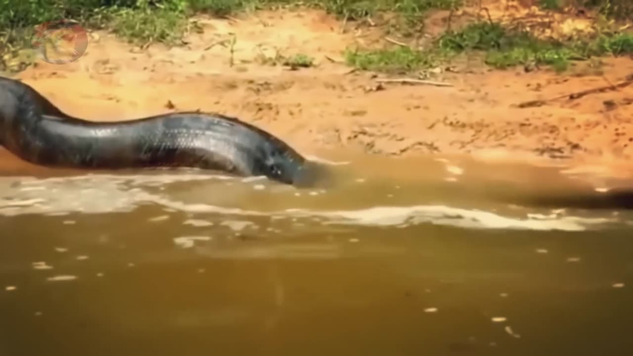 This is unequivocal proof that the enormous Nabau snake inhabits the Kalimantan River.