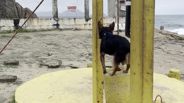 Dog Spots For Man Working Out
