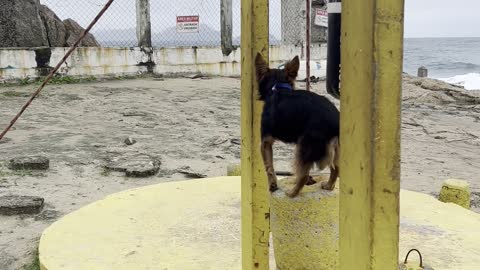Dog Spots For Man Working Out