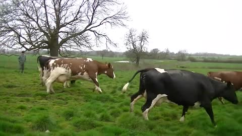 Acorn Dairy Cows Enjoy Turnout 2014- a happy herd