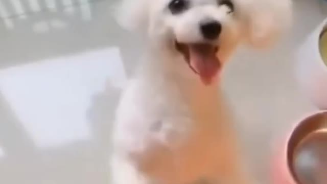 Funny Dog