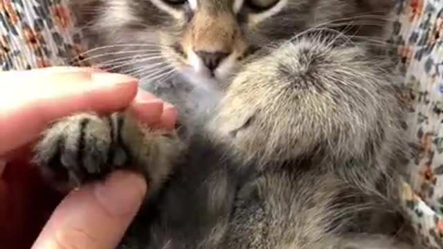 😹Top Funny and Cute Cat videos !😹 #shorts #funnyanimals #short #pets #cats @Funny Animals