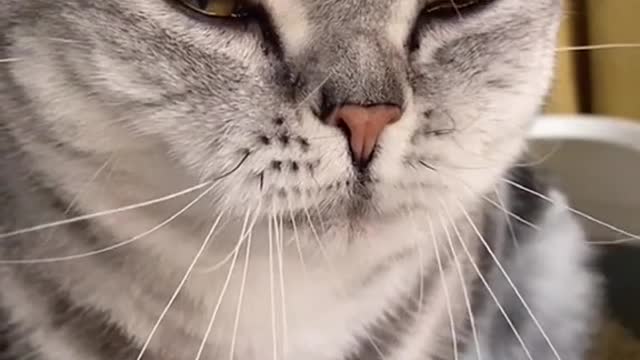 😂😂😂#CapCut #voiceeffects #cat #foryou #funnyvideo #funny #cats #constipation