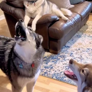 Dog food funny video