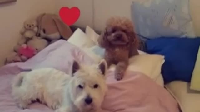 Westie and poodle love story