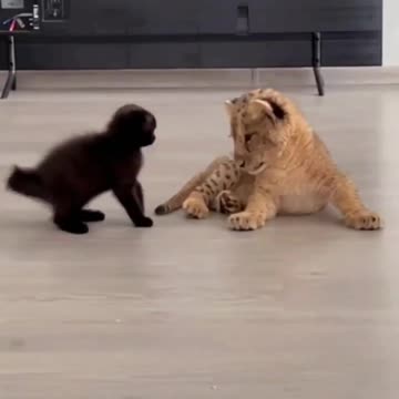 Kitten & lion cub adorably play with each other