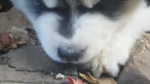 Which one is more lovely?