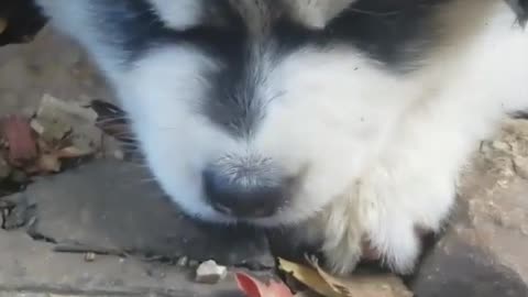 Which one is more lovely?