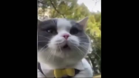 Cat funny things
