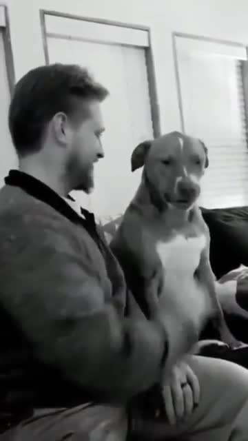 Ultimate Baby Dogs - Cute And Funny Dog Videos Compilation #shorts