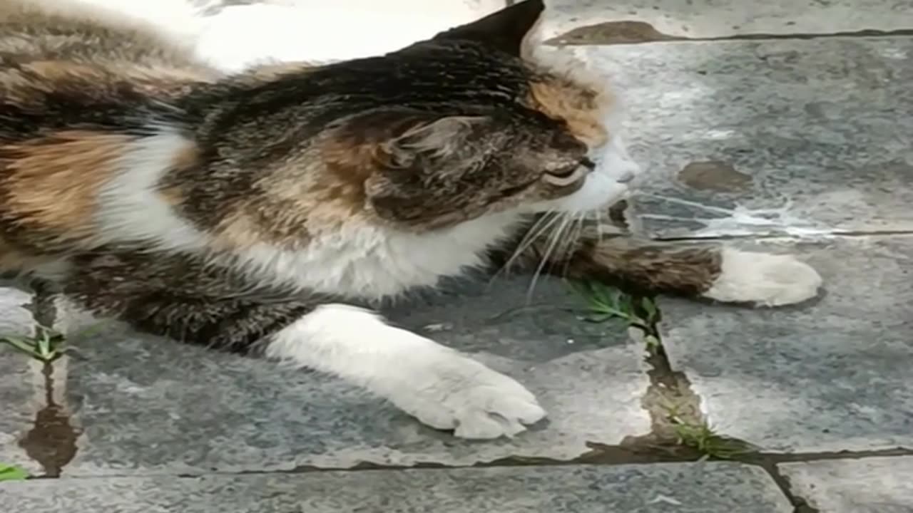 A cute and beautiful cat is resting