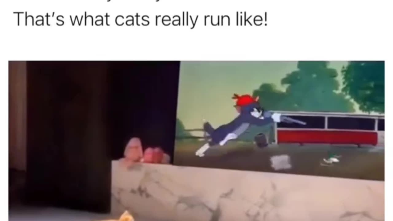 Life Imitates Art: Cat's Hilarious Tom and Jerry Moment