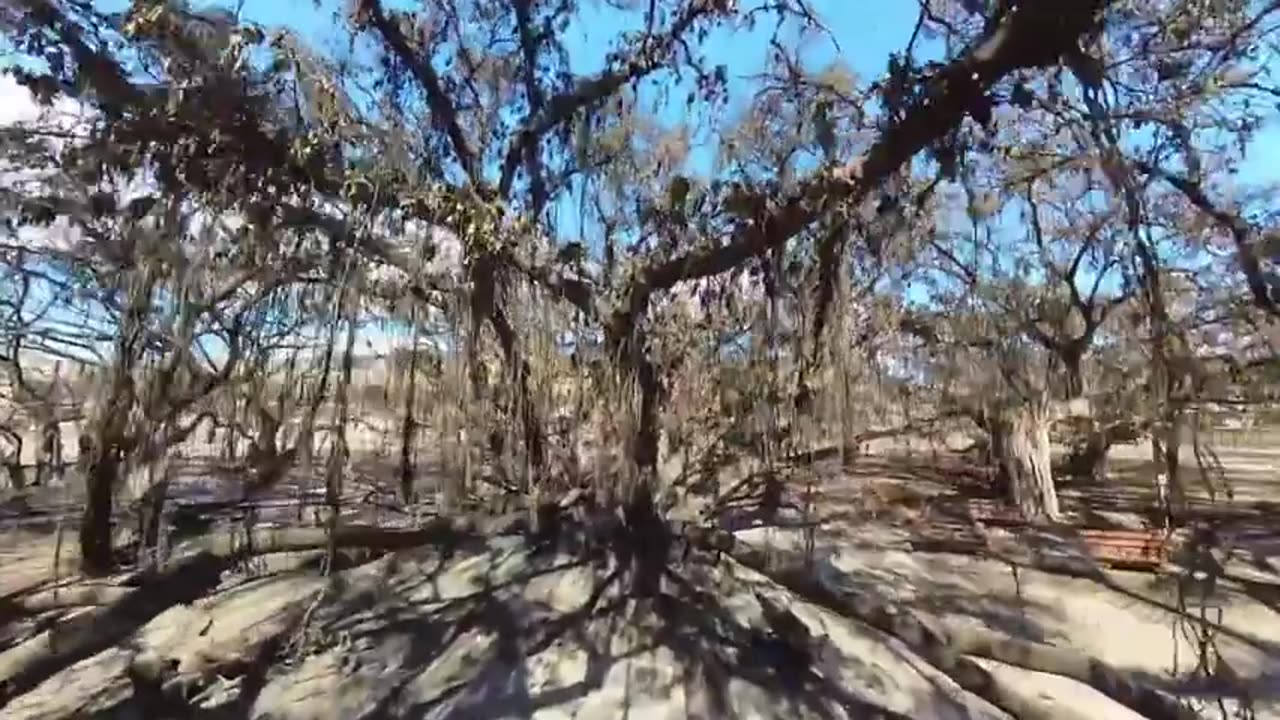 Live Chaotic Maui Evacuation