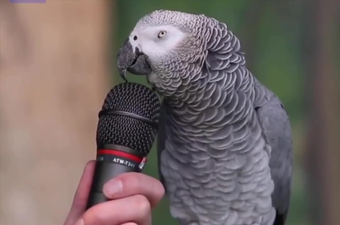 The most famous parrot ever