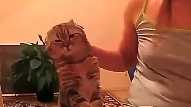 A cat that likes to be petted