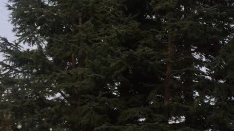 Small Cat Rescued From Tree