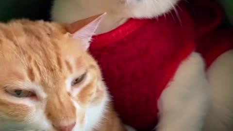 🐱 Funny cat videos | cute cats | Try not to laugh | Cat videos Compilatio