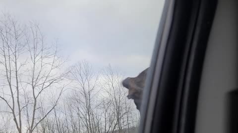 Boxer Pup Loves Riding with His Head Out of the Car