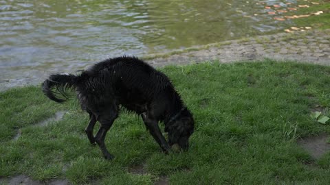 Dog playing in the water