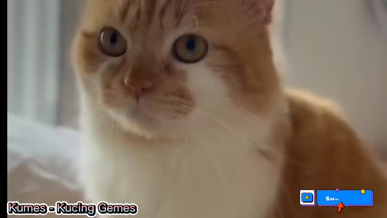 THE SOUND OF A CAT CALLING HIS FRIEND MEOW