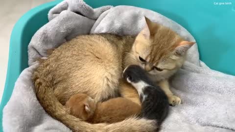 Adopted kitten kisses mom cat so that she feeds him