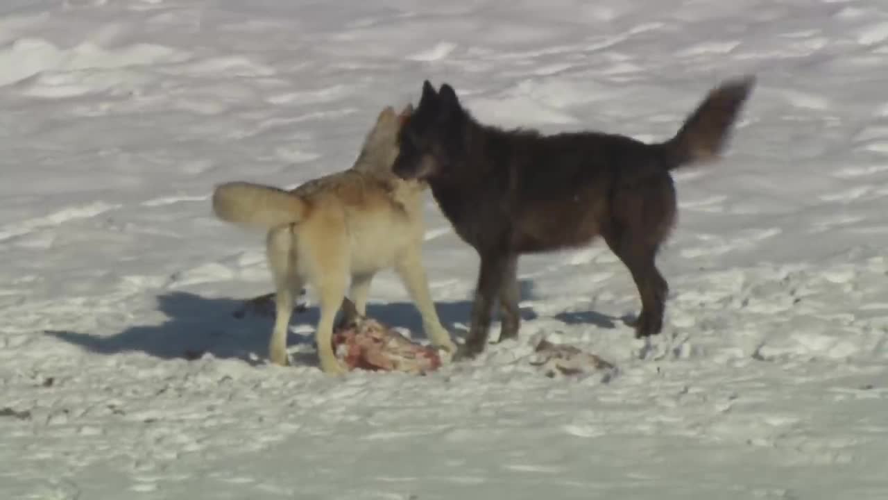 Grey Wolf and Black Wolf