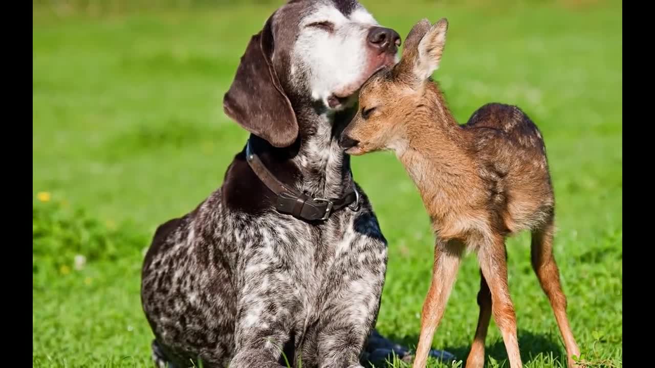 Meilleures Fond d'ecran des animaux