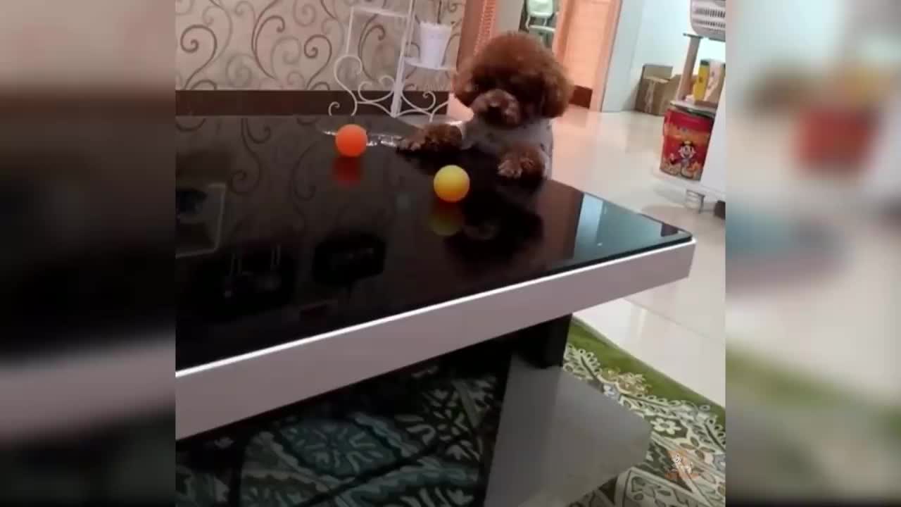 CUTE PUPPY PLAY GAME (VERY SMART)