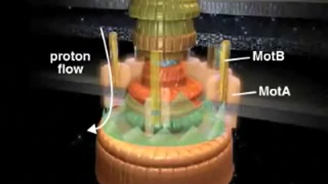 God's Engineering Miracle - The Flagellum