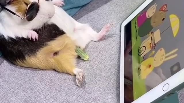 Funny Pets Videos 2021 😺😂