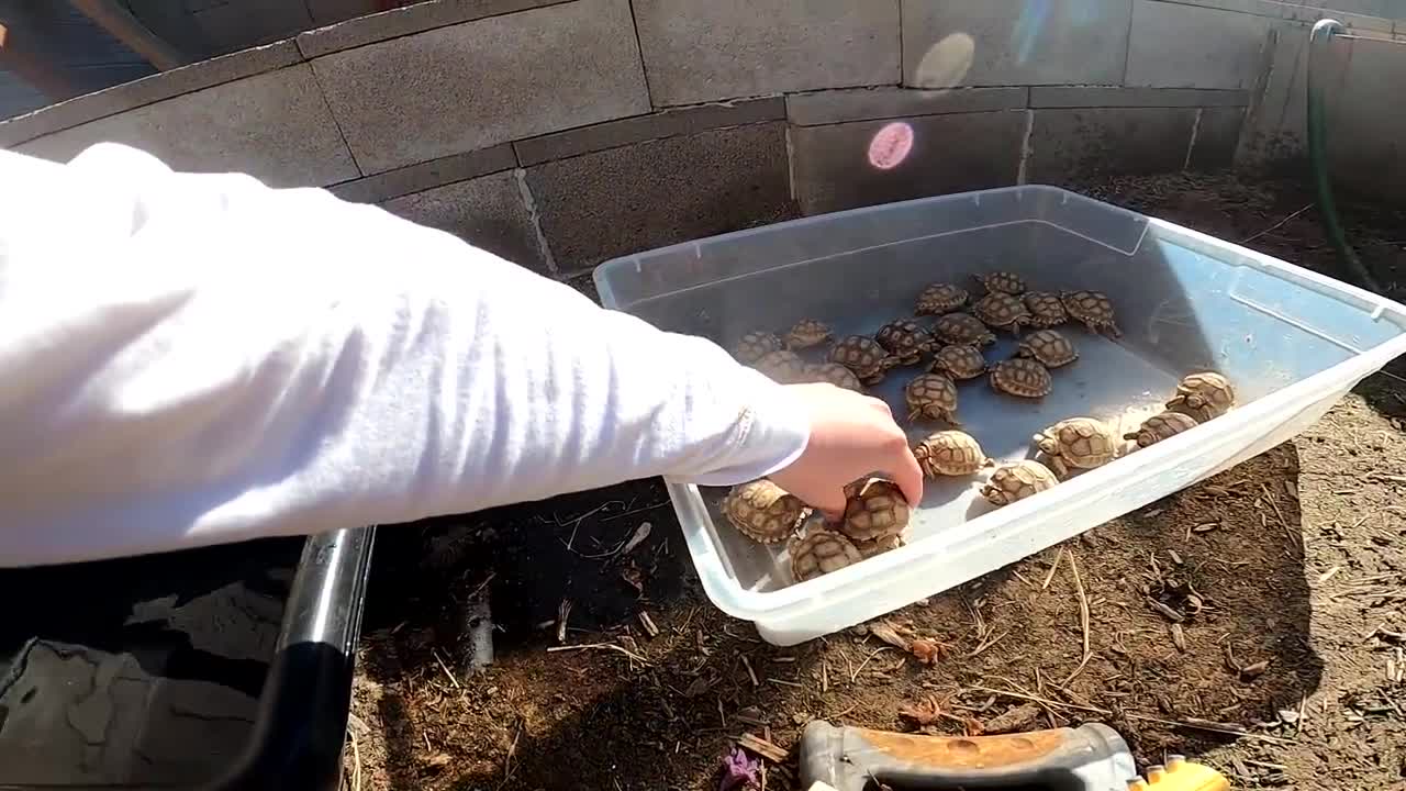 Feeding ALL My Tortoises! - Daily Routine-20