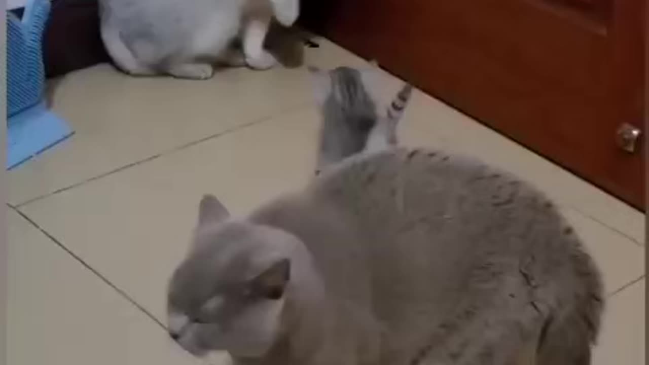 Cat is Funny