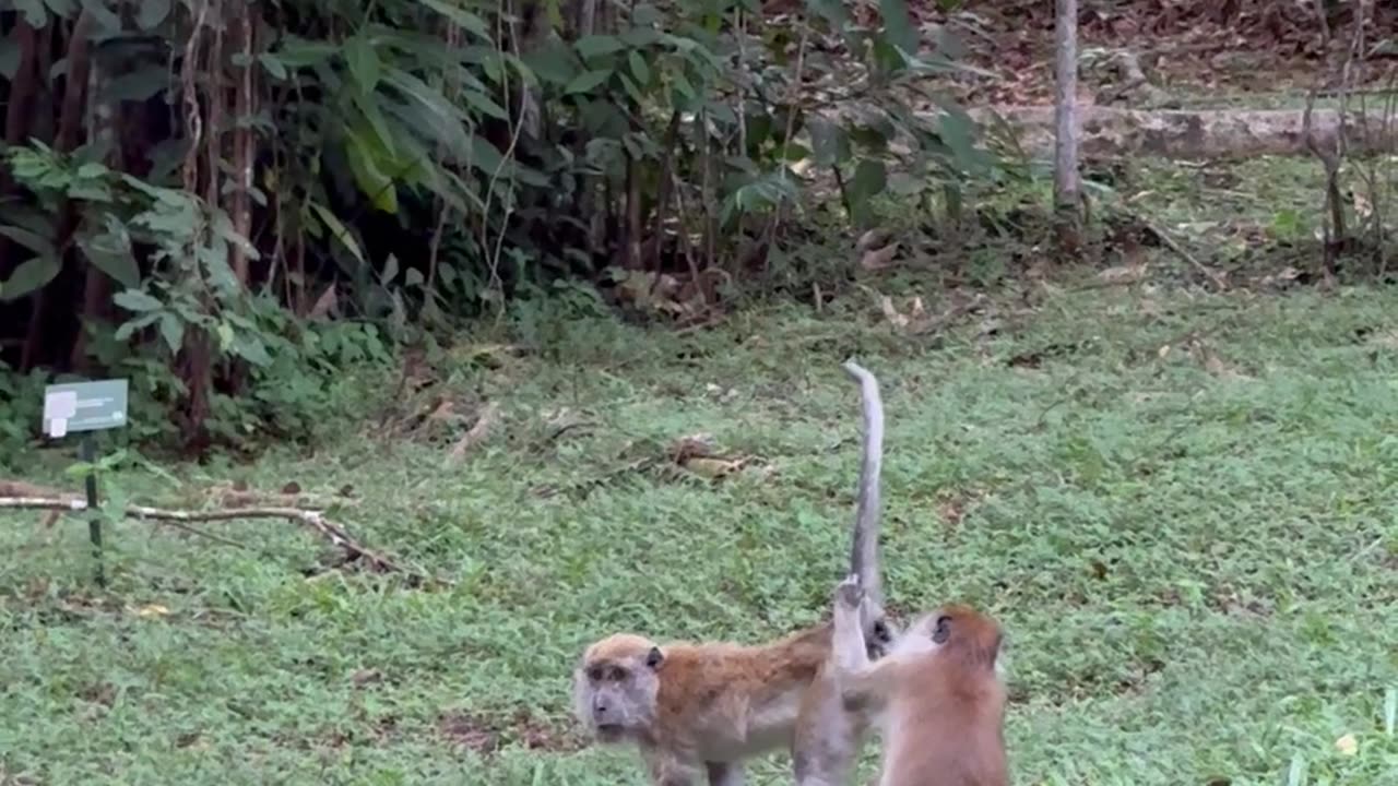 A monkey who even picks out the hairs on his friend's butt