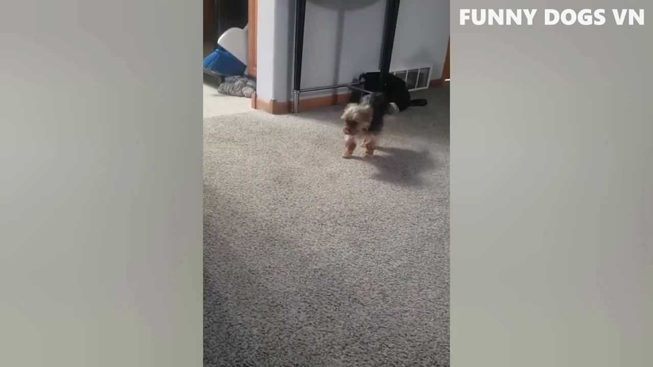 Funniest Animals Video - Funny Dogs And Cats - Try Not To Laugh Animals