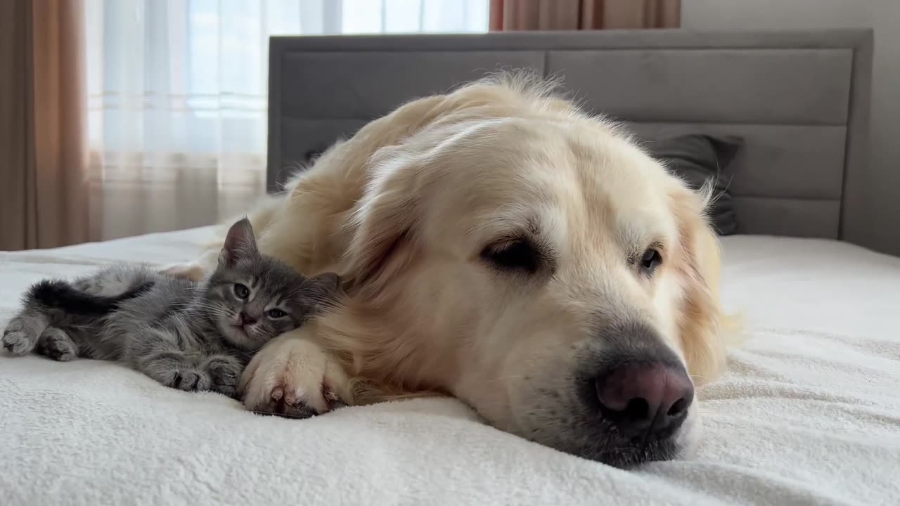 Golden Retriever Meets New Tiny Kitten for the First Time!