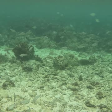 Dive into the Magic: An Unforgettable Snorkeling Day!