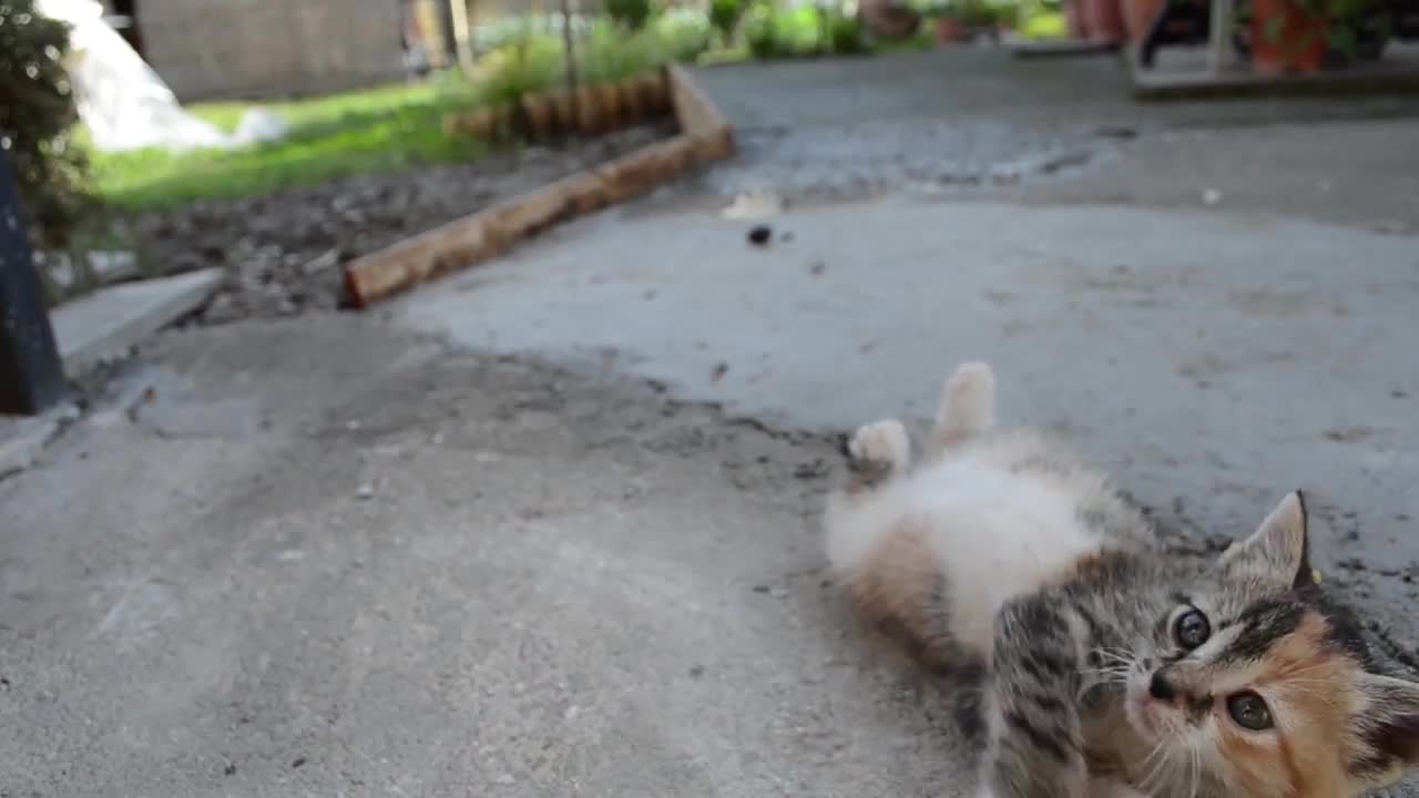 How to deactivate a cat😎😍😄