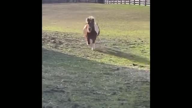 Made your day with these funny and cute Horses | Funny horse videos compilation